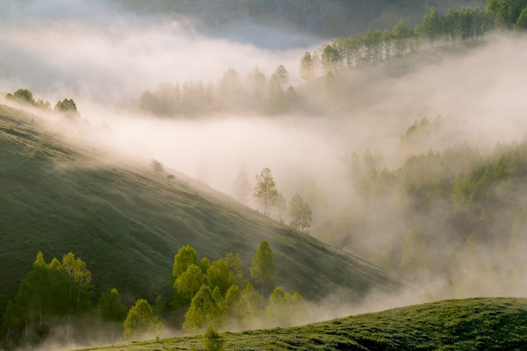 Dzukou Valley Flower Trek & Camp