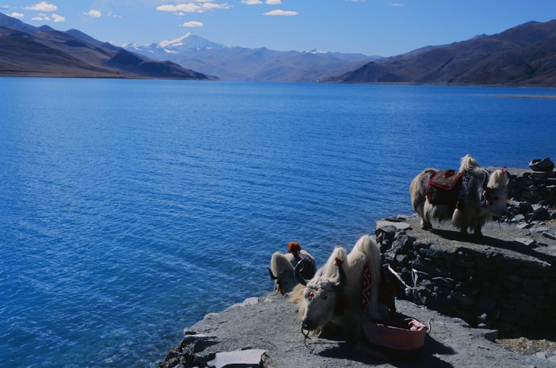 Pangong Lake Moonrise Camp