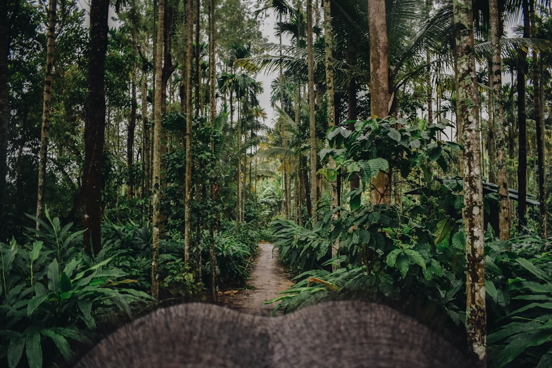 Wayanad Treehouse & Forest Camp