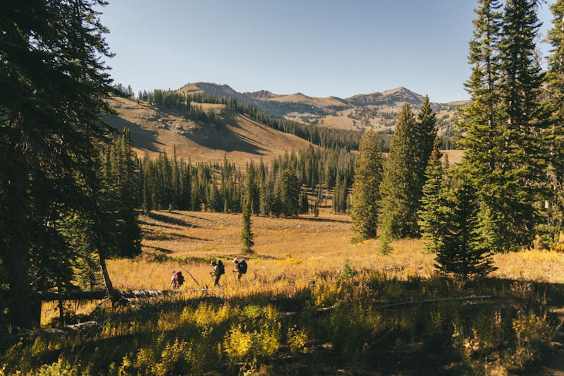 Best Trekking Poles in India 2026