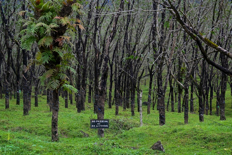 Best Camping Near Bangalore: 8 Sites Within 300km