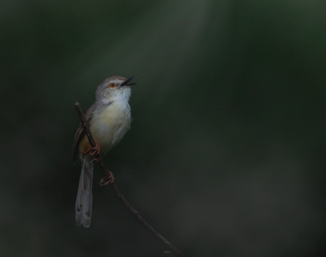 Best Camping Near Nagpur: 8 Wildlife Camps in Central India